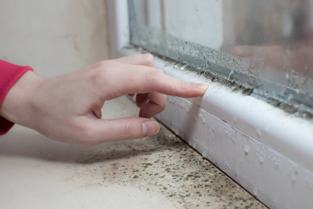 Best Mold Odor Removal Services  in Eatonville, FL